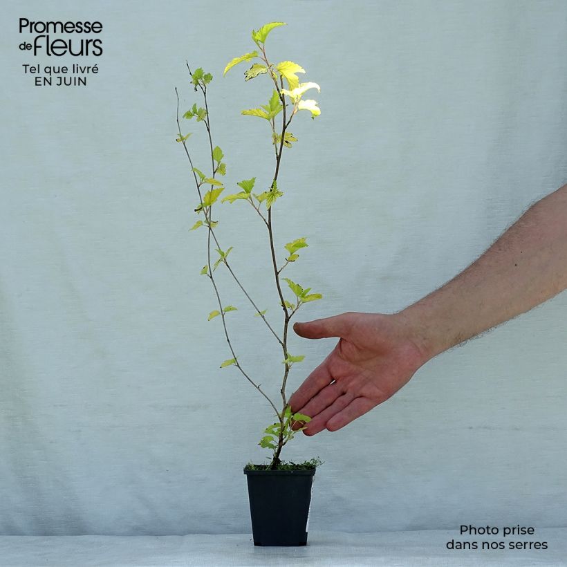 Physocarpus opulifolius Darts Gold - Ninebark 8/9 cm pot sample as delivered in summer