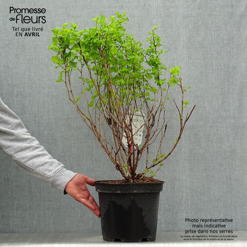 Physocarpus opulifolius Darts Gold - Ninebark sample as delivered in spring