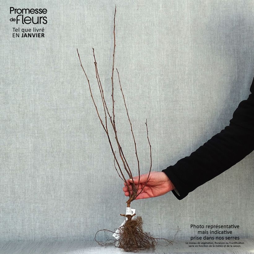 Physocarpus opulifolius Darts Gold - Ninebark Bare root sample as delivered in winter