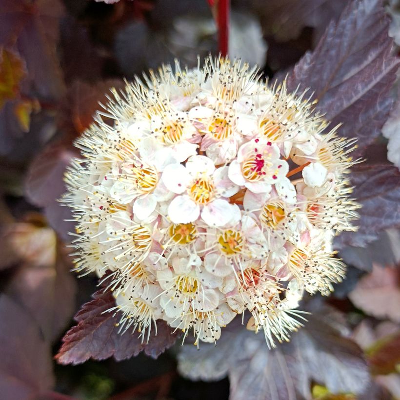 Physocarpus opulifolius Diabolo - Ninebark (Flowering)