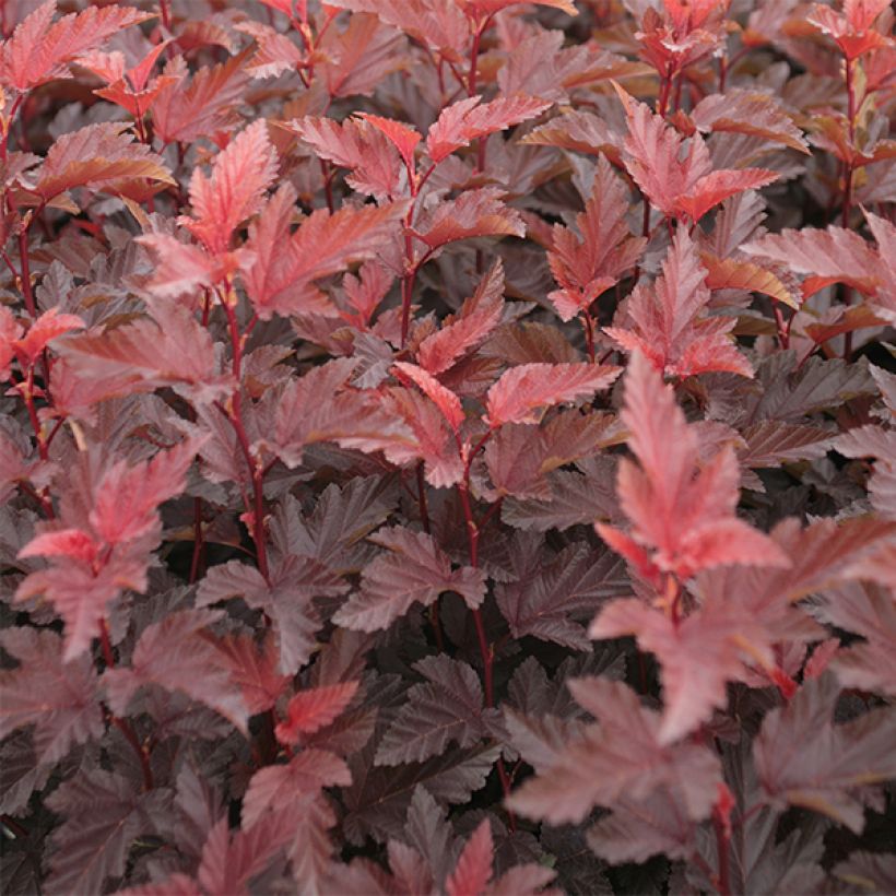 Physocarpus opulifolius Lady in Red - Ninebark (Foliage)