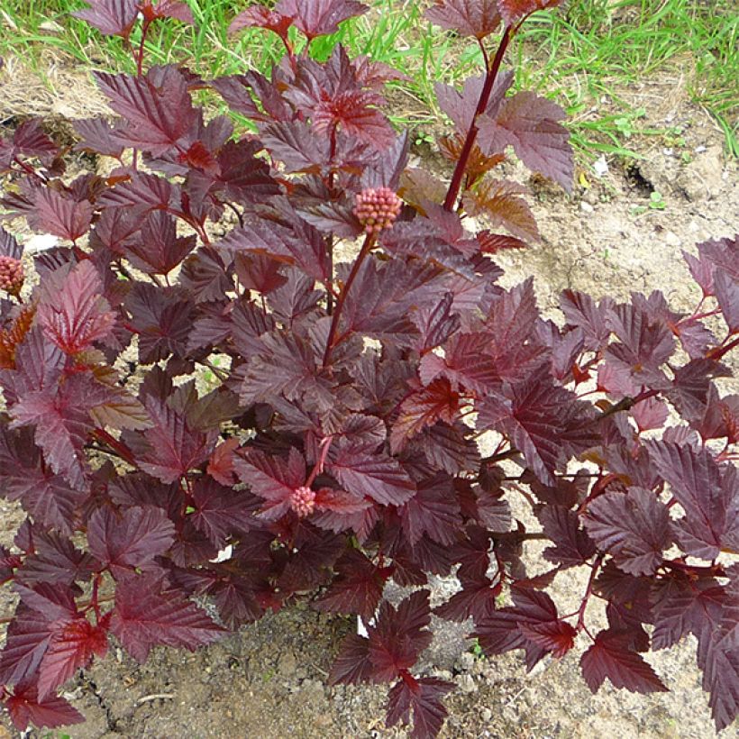 Physocarpus opulifolius Lady in Red - Ninebark (Plant habit)