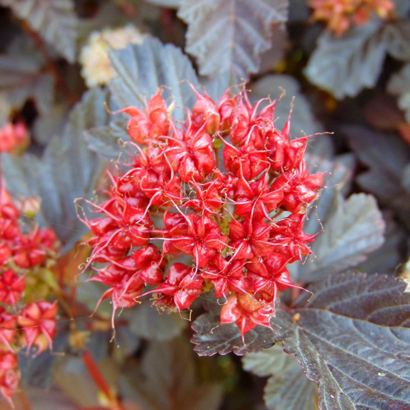 Physocarpus opulifolius Lady in Red - Ninebark (Harvest)