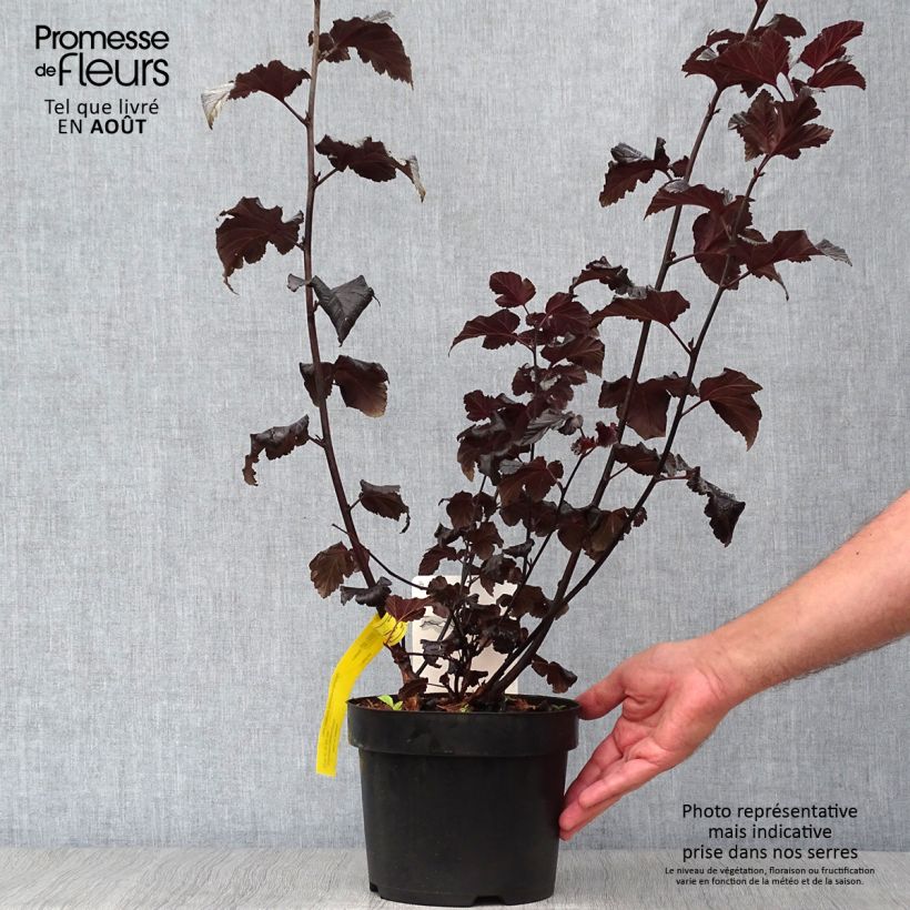 Physocarpus opulifolius Midnight - Ninebark 3L/4L pot sample as delivered in summer