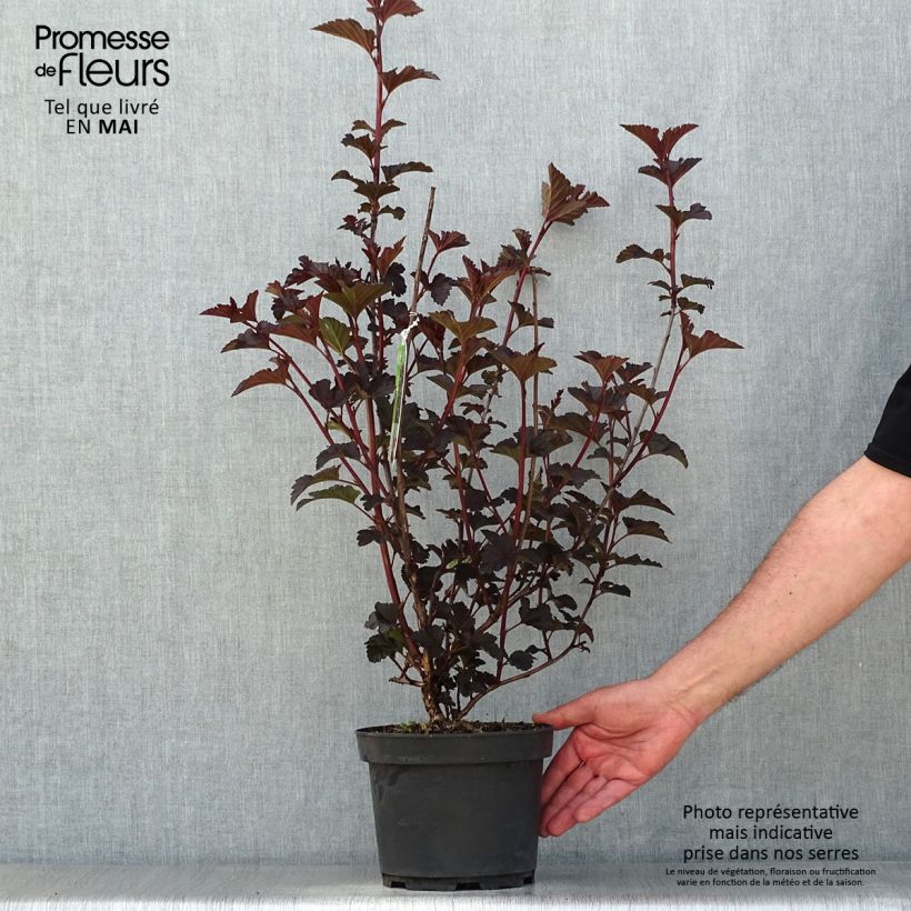 Physocarpus opulifolius Midnight - Ninebark sample as delivered in spring