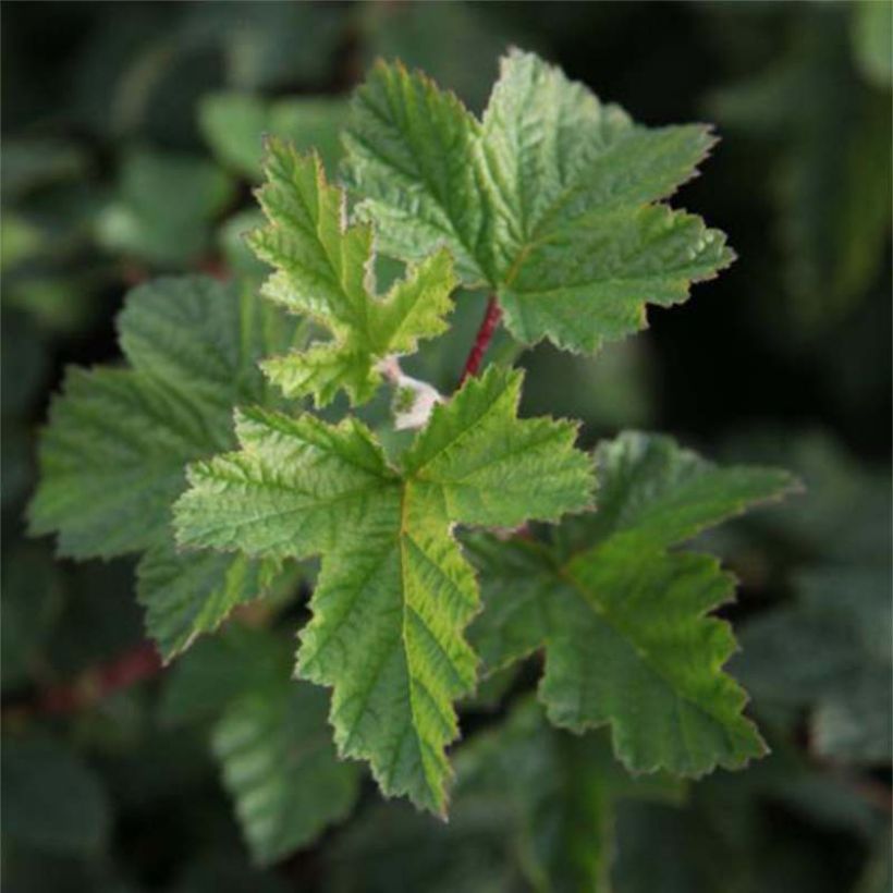 Physocarpus capitatus Tilden Park (Foliage)