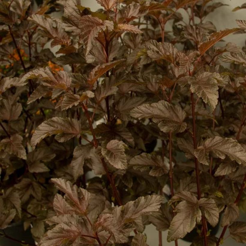 Physocarpus opulifolius Diable D'Or - Ninebark (Foliage)