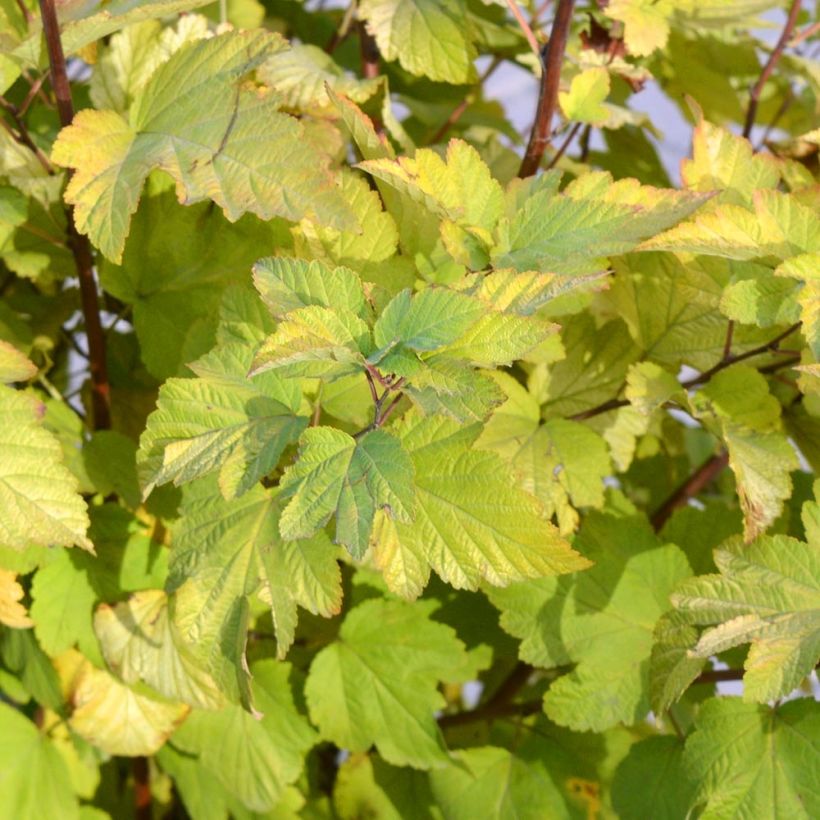 Physocarpus opulifolius - Ninebark (Foliage)