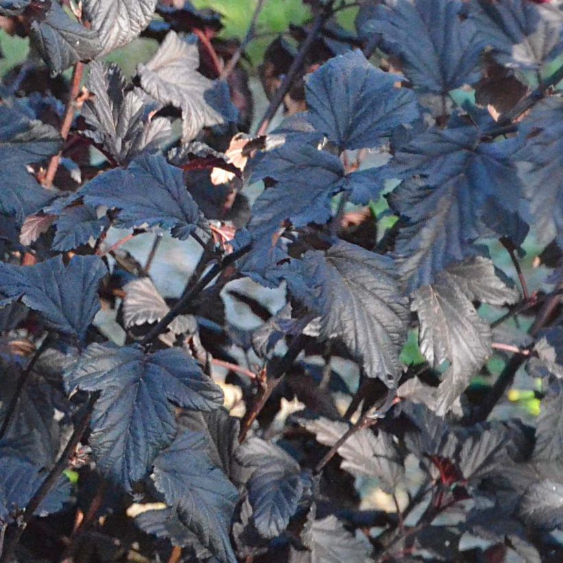 Physocarpus opulifolius All Black - Ninebark (Foliage)
