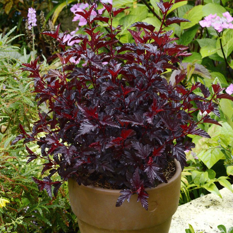 Physocarpus opulifolius All Black - Ninebark (Plant habit)