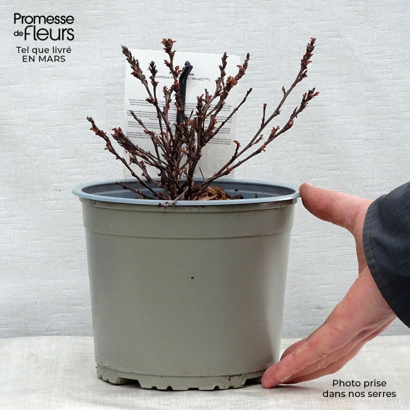 Physocarpus opulifolius All Black - Ninebark sample as delivered in spring