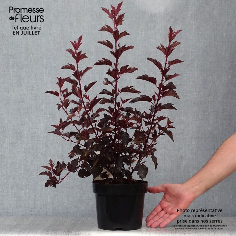 Physocarpus opulifolius All Black - Ninebark 3L/4L pot sample as delivered in summer