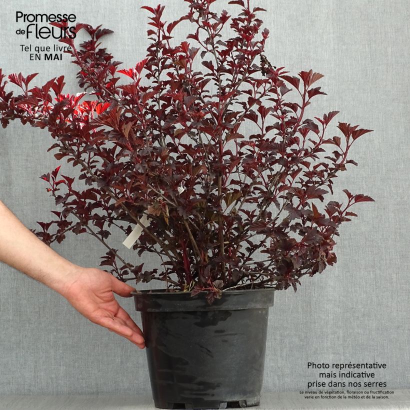 Physocarpus opulifolius All Black - Ninebark sample as delivered in spring