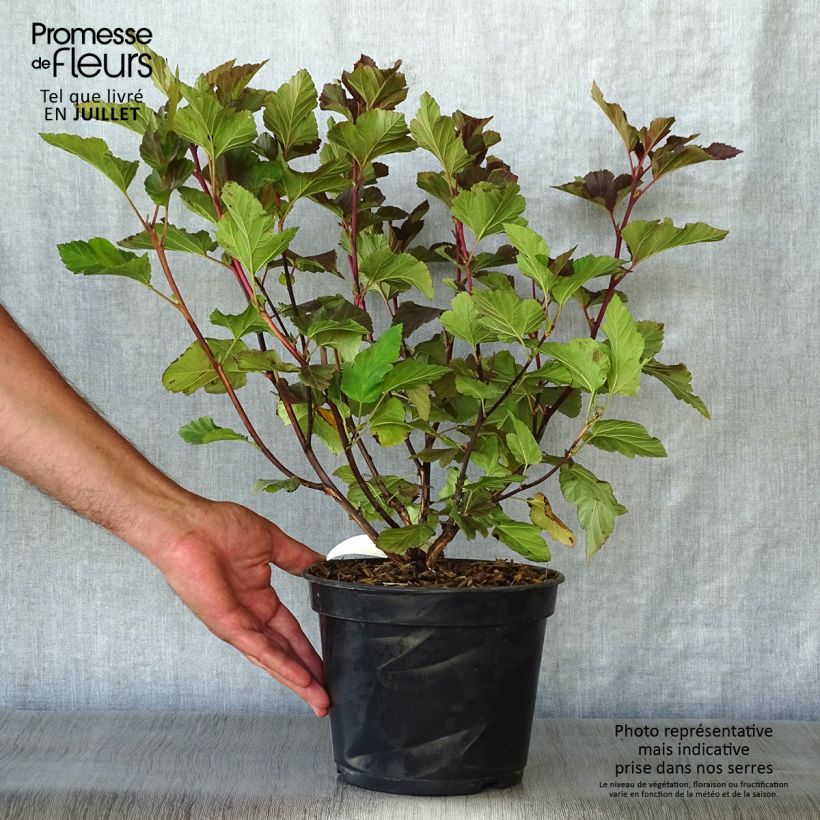 Physocarpus opulifolius Amber Jubilee - Ninebark 3L/4L pot sample as delivered in summer