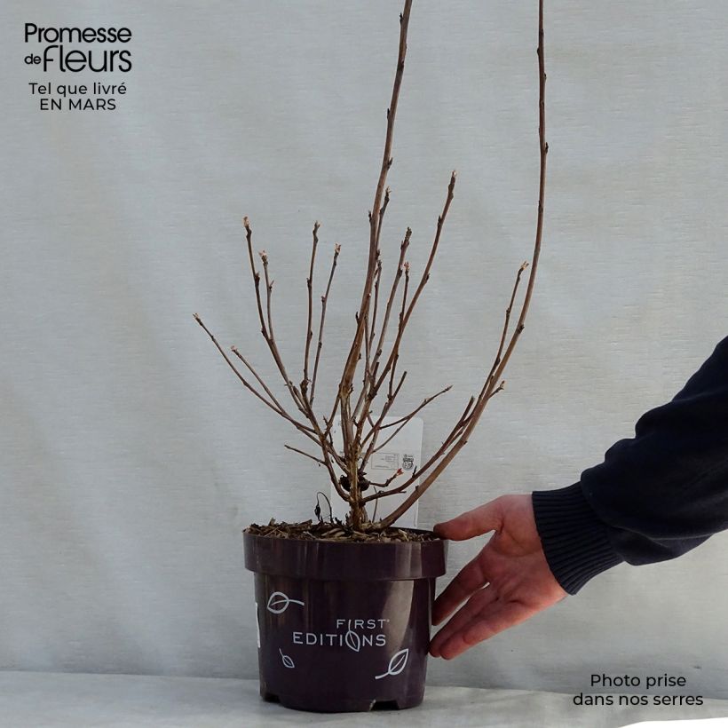 Physocarpus opulifolius Amber Jubilee - Ninebark sample as delivered in spring