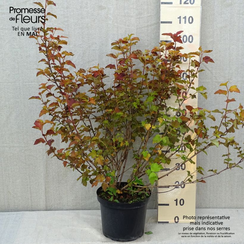 Physocarpus opulifolius Amber Jubilee - Ninebark sample as delivered in spring