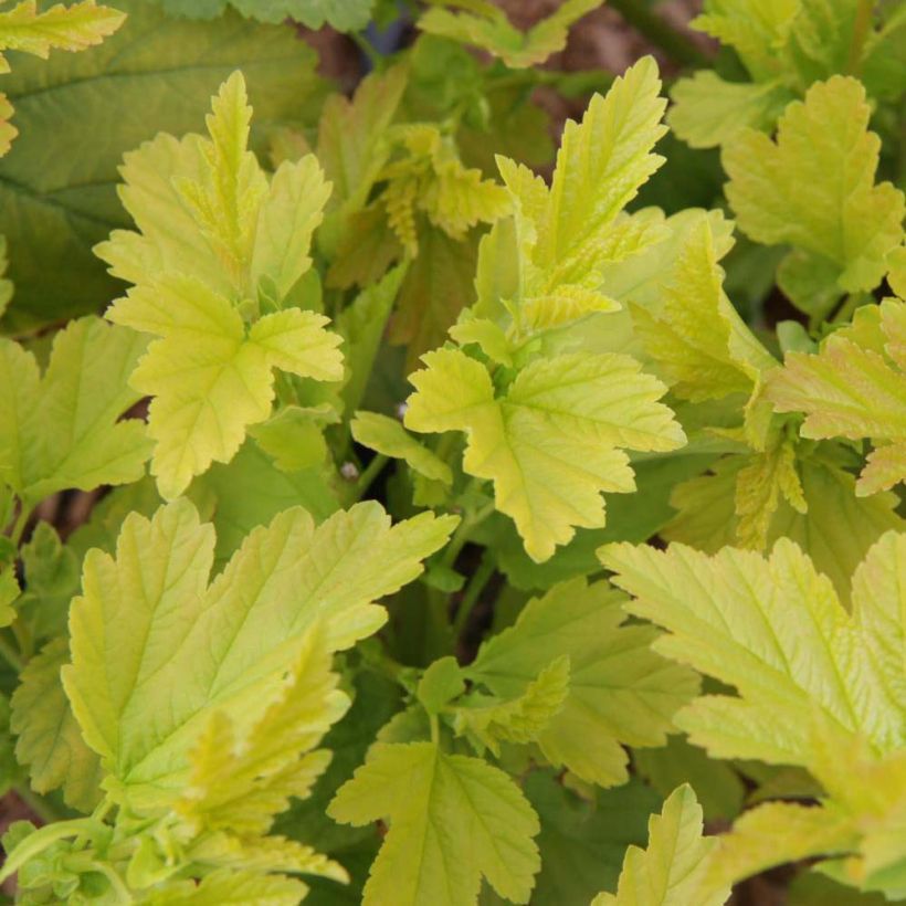 Physocarpus opulifolius Angel Gold (Foliage)