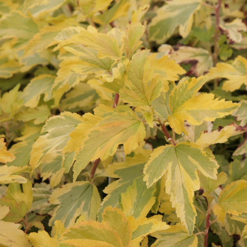 Physocarpus opulifolius Annys Gold  - Ninebark (Foliage)