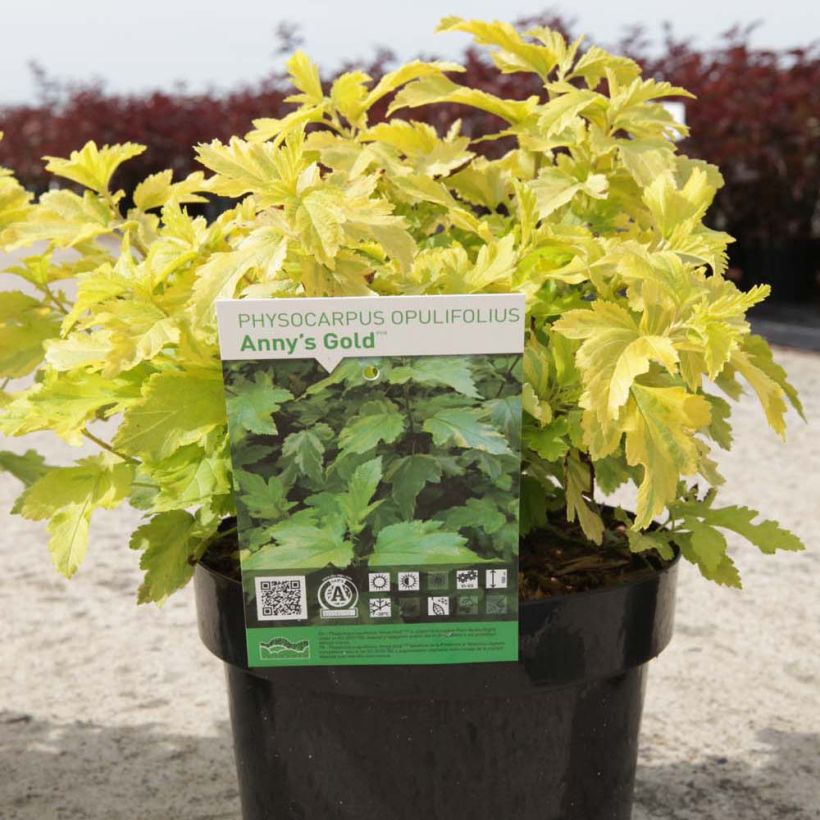 Physocarpus opulifolius Annys Gold  - Ninebark (Plant habit)