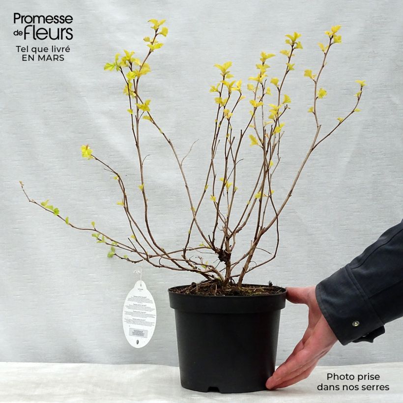 Physocarpus opulifolius Annys Gold  - Ninebark sample as delivered in spring