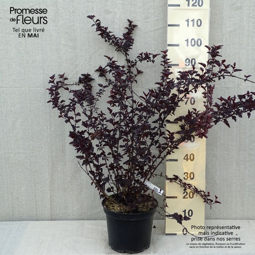 Physocarpus opulifolius Black Light - Ninebark sample as delivered in spring