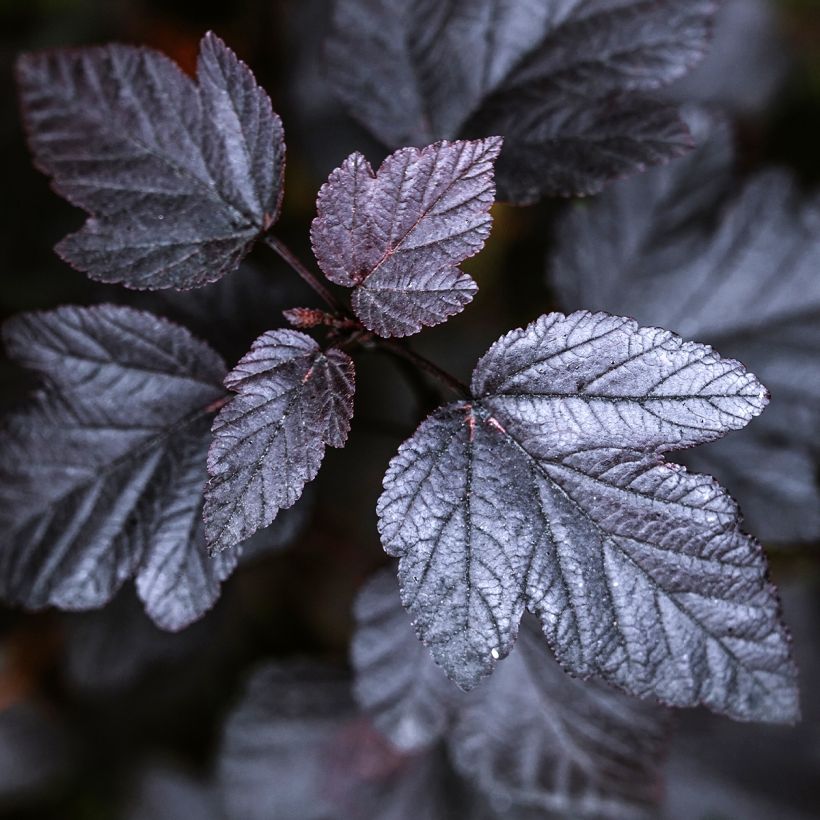 Physocarpus opulifolius Black Light - Ninebark (Foliage)