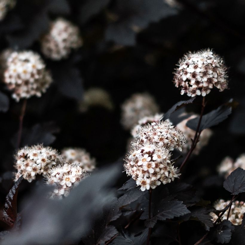 Physocarpus opulifolius Black Light - Ninebark (Flowering)