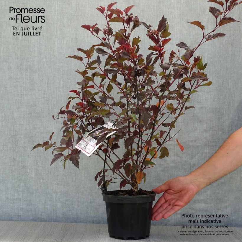 Physocarpus opulifolius Diable D'Or - Ninebark 3L/4L pot sample as delivered in summer