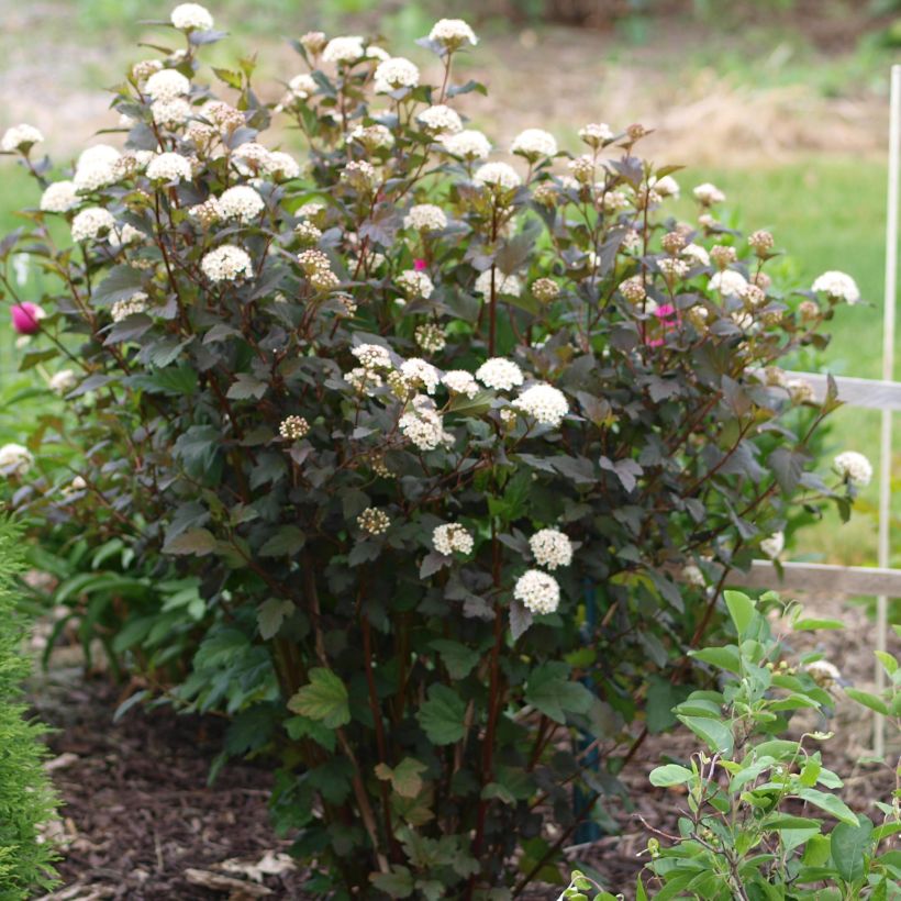 Physocarpus opulifolius Diabolo - Ninebark (Plant habit)