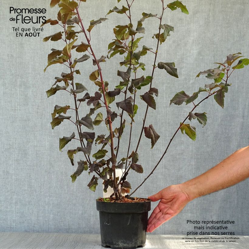 Physocarpus opulifolius Lady in Red - Ninebark 3L/4L pot sample as delivered in summer