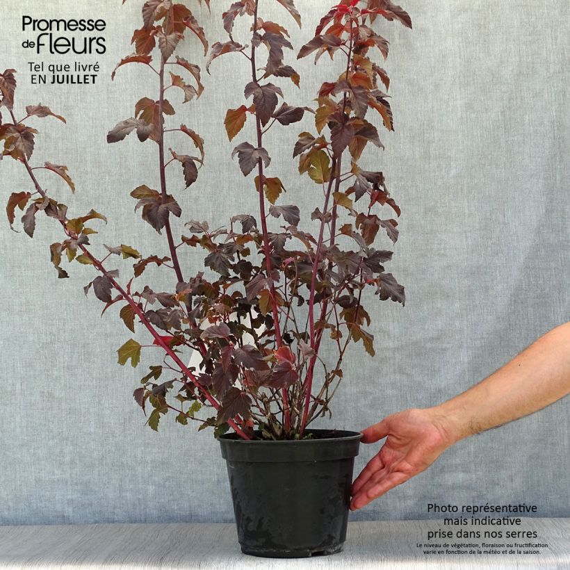 Physocarpus opulifolius Lady in Red - Ninebark 3L/4L pot sample as delivered in summer