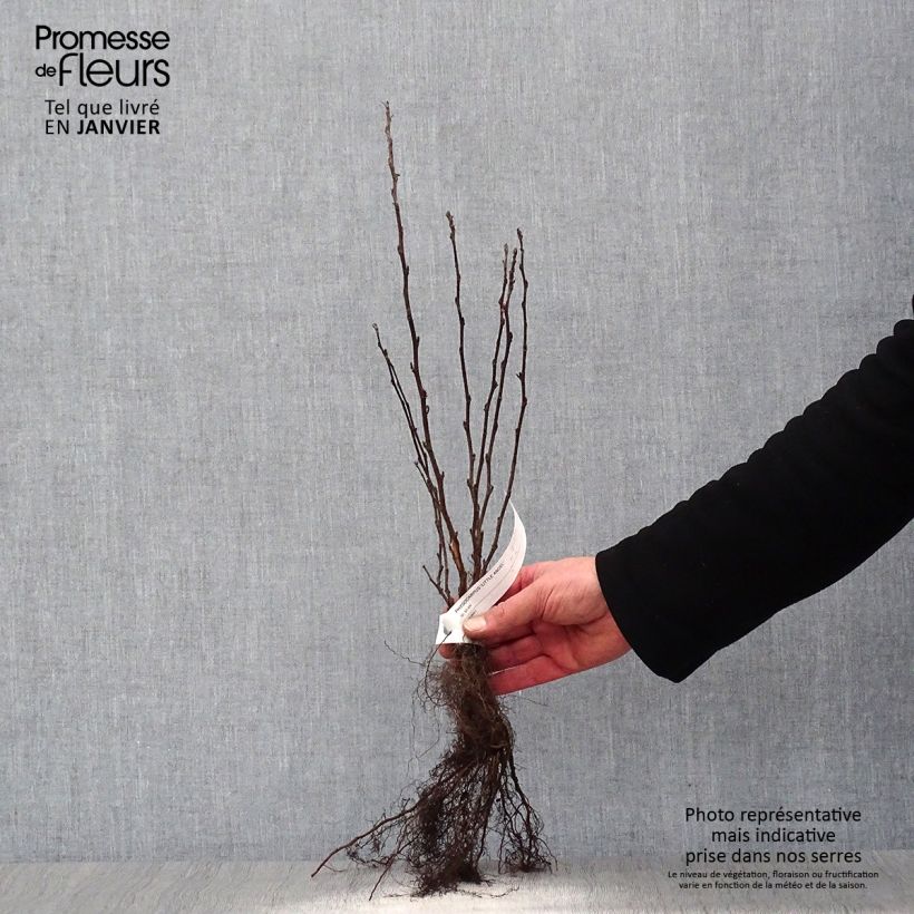Physocarpus opulifolius Little Angel - Ninebark Bare root sample as delivered in winter
