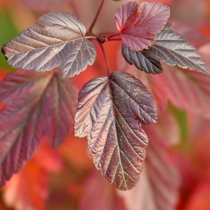 Physocarpus opulifolius Little Angel - Ninebark (Foliage)