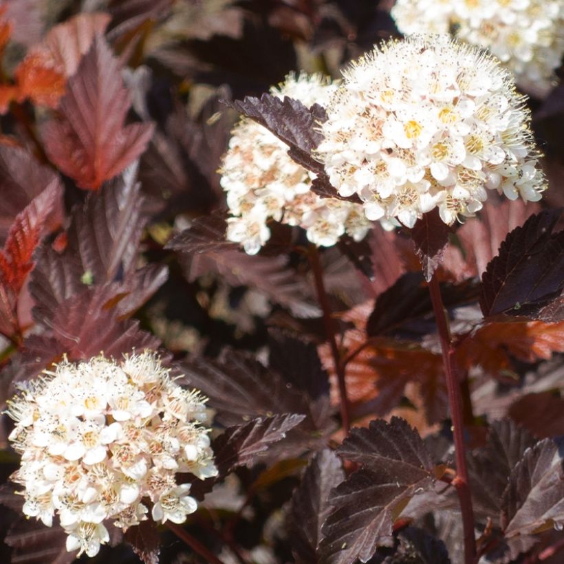 Physocarpus opulifolius Little Angel - Ninebark (Harvest)