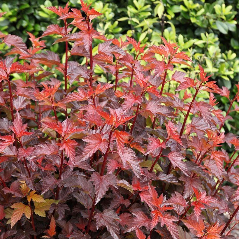 Physocarpus opulifolius Little Angel - Ninebark (Plant habit)