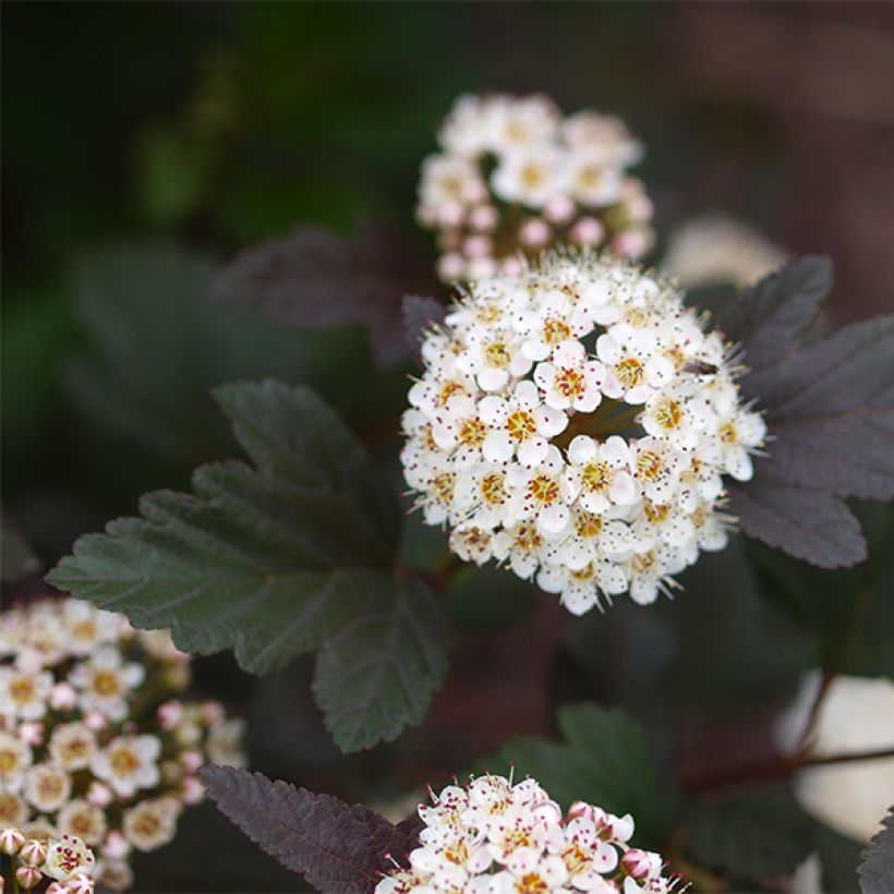 Physocarpus opulifolius Little Devil - Ninebark (Flowering)