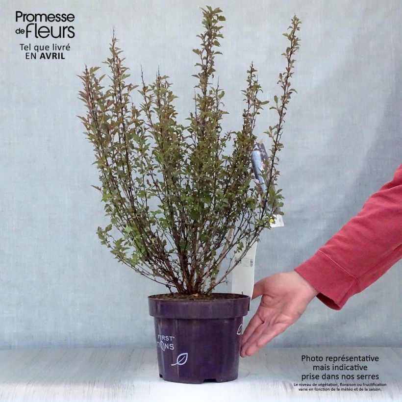 Physocarpus opulifolius Little Devil - Ninebark sample as delivered in spring