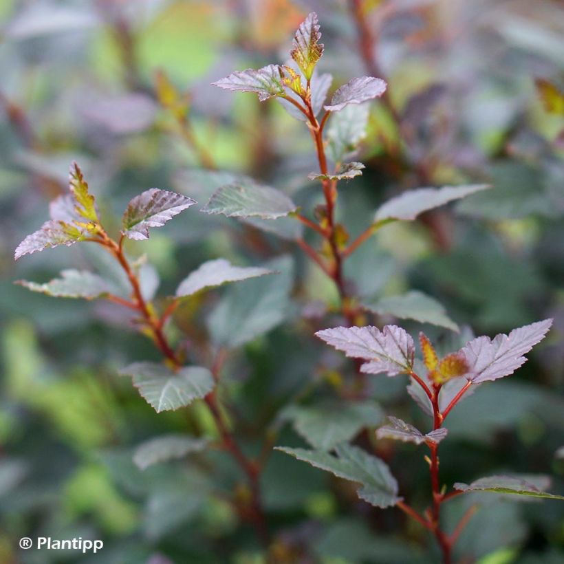 Physocarpus opulifolius Little Joker - Ninebark (Foliage)