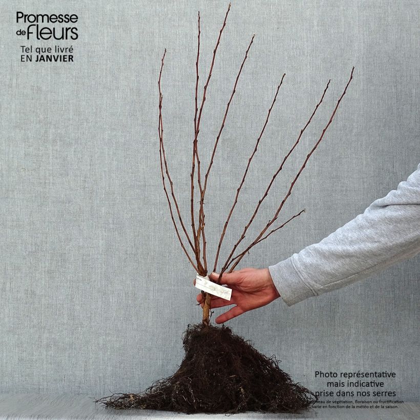 Physocarpus opulifolius Luteus - Ninebark sample as delivered in winter