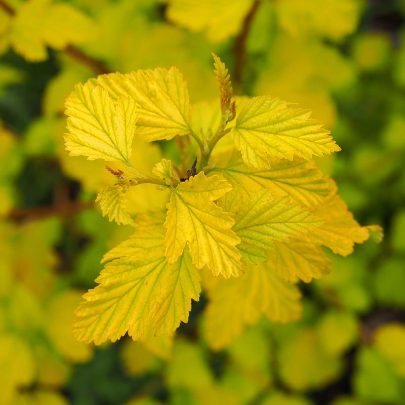 Physocarpus opulifolius Luteus - Ninebark (Foliage)