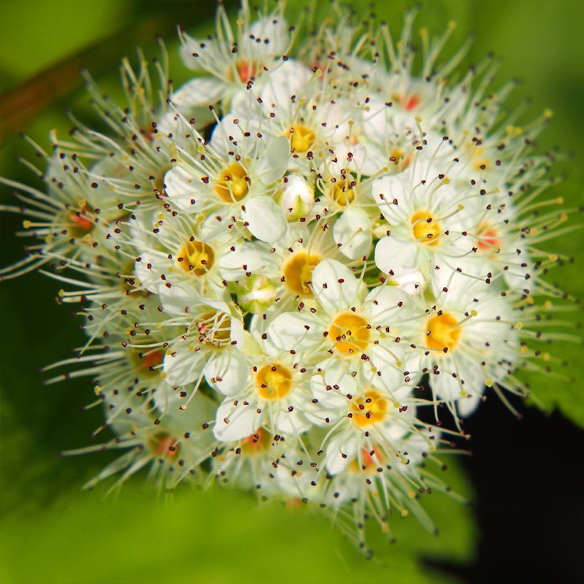 Physocarpus opulifolius Luteus - Ninebark (Flowering)