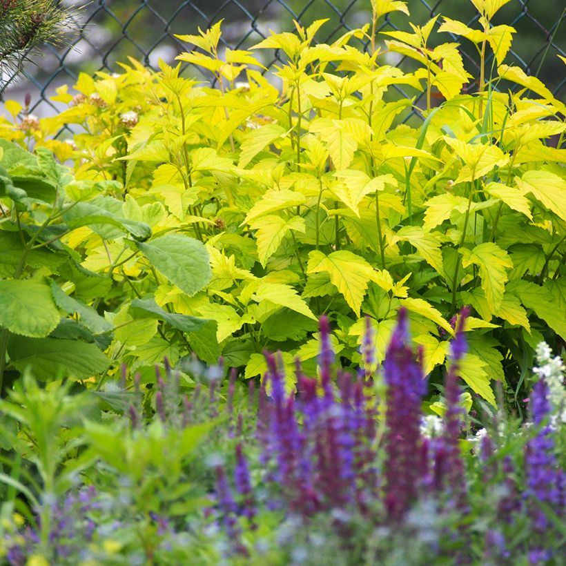 Physocarpus opulifolius Luteus - Ninebark (Plant habit)