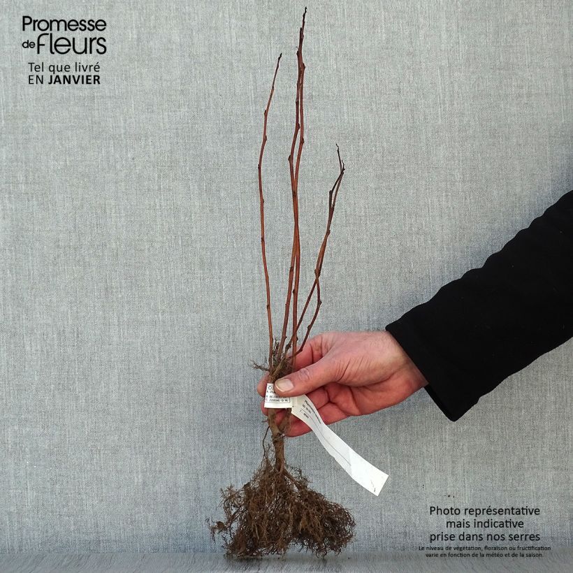 Physocarpus opulifolius - Ninebark sample as delivered in winter