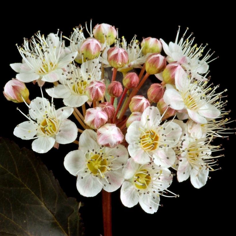 Physocarpus opulifolius Red Baron - Ninebark (Flowering)