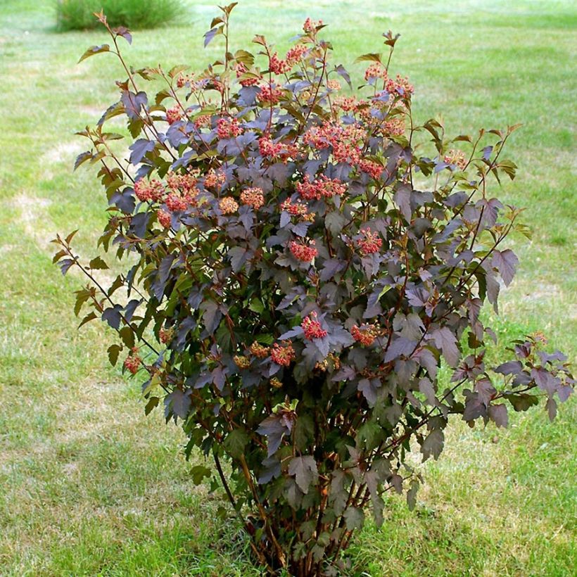 Physocarpus opulifolius Red Baron - Ninebark (Plant habit)