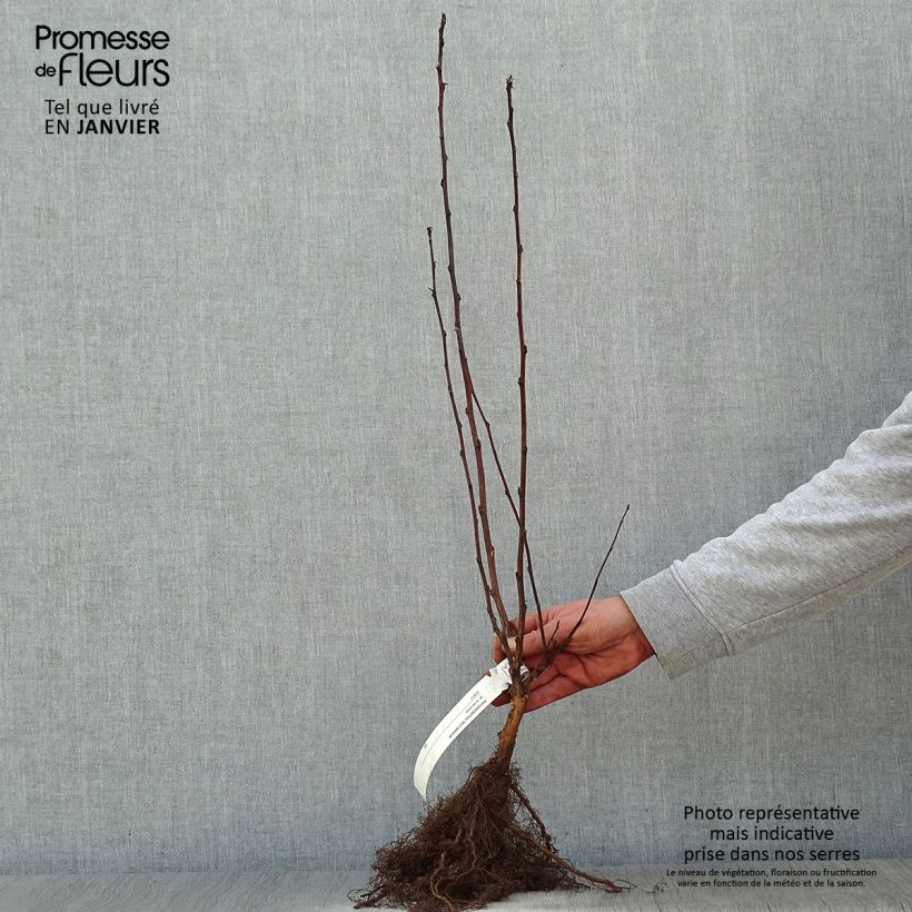 Physocarpus opulifolius Red Baron - Ninebark Bare root sample as delivered in winter