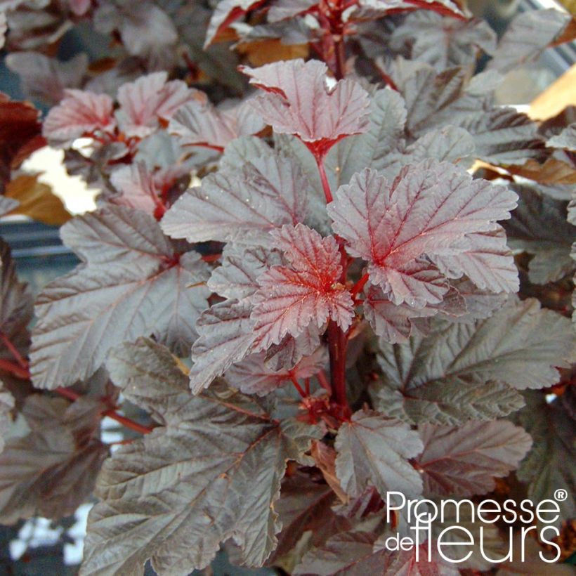 Physocarpus opulifolius Rubella - Ninebark (Foliage)