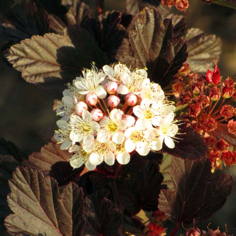 Physocarpus opulifolius Summer Wine - Ninebark (Flowering)