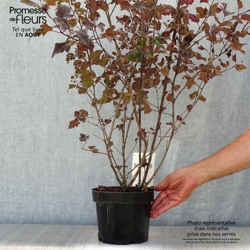 Physocarpus opulifolius Summer Wine - Ninebark 3L/4L pot sample as delivered in summer