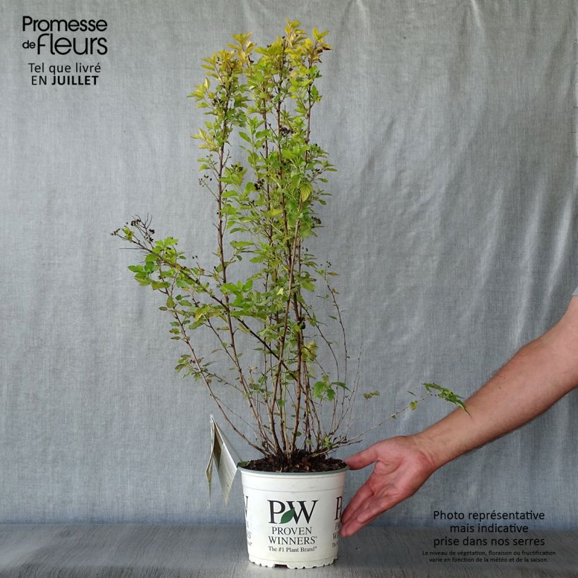 Physocarpus opulifolius Tiny Wine Gold - Ninebark 2L/3L pot sample as delivered in summer